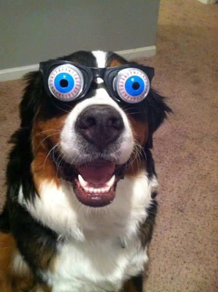 Прикол: Очки для собаки