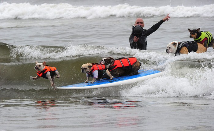 Прикол: Собачий чемпионат мира по серфингу