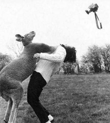Прикол: Человек-невидимка снимает бой кенгуру и человека в белых ботинках