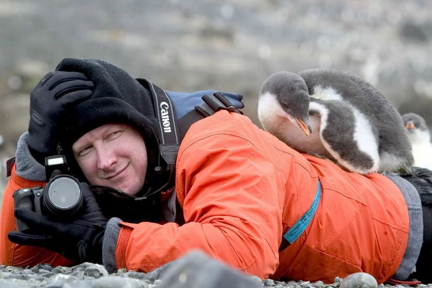 Прикол: Пингвиненок нашел маму