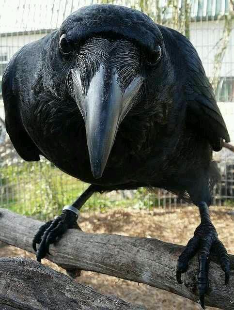 Толстая ворона фото