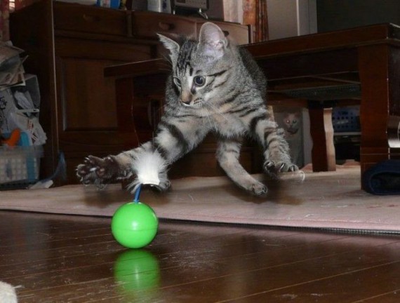 Прикол: Котенок с шариком
