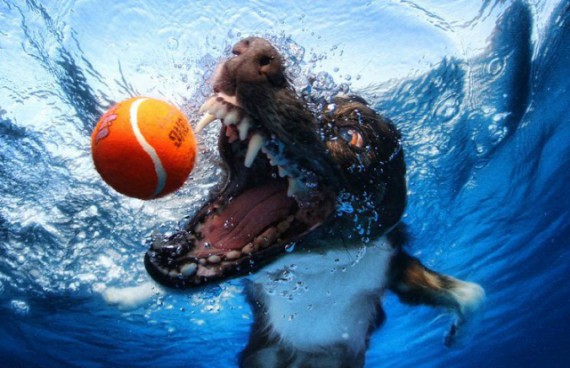 Прикол: Водоплавающий пес