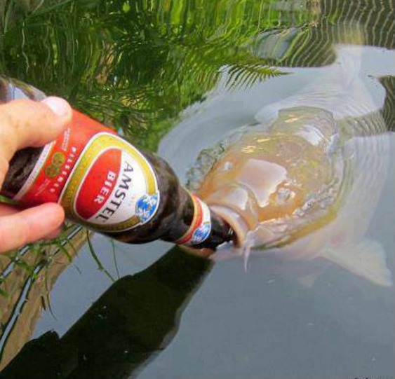 Прикол: Пиво с рыбкой