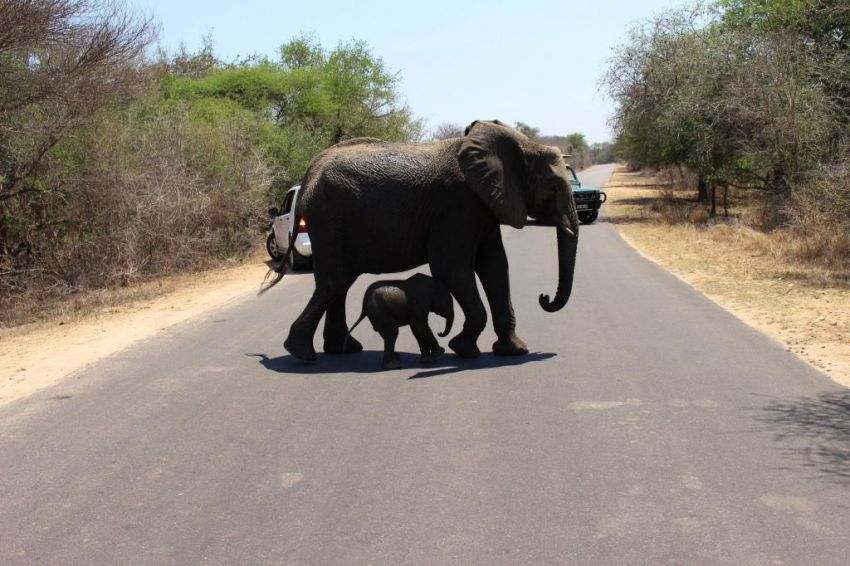 Прикол: Слоненок