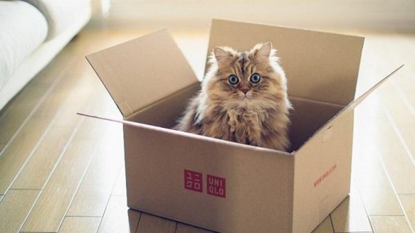Прикол: Что если коты сидят в коробках в память о коте Шредингера?