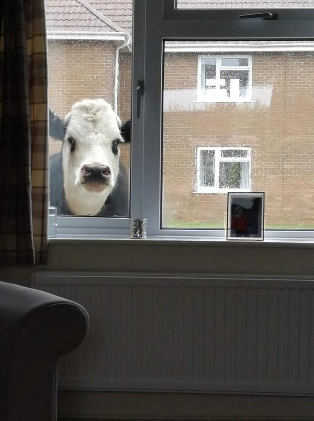Прикол: Корова в окне