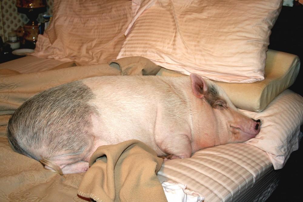 Прикол: Свинья в кроватке