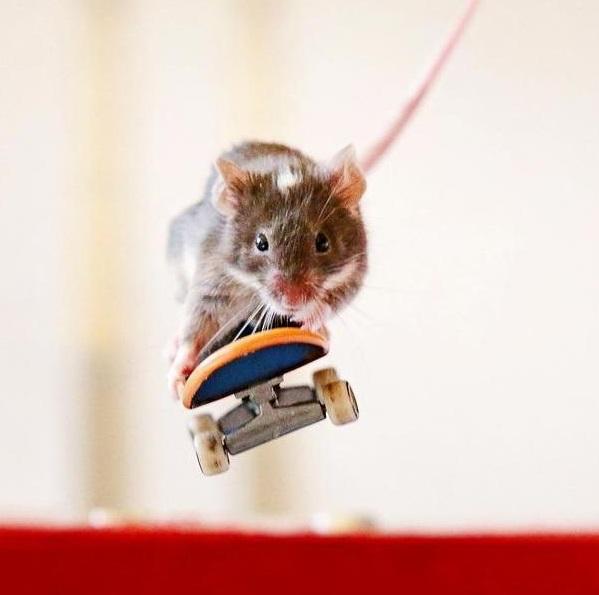 Прикол: Самая крутая мышь в мире