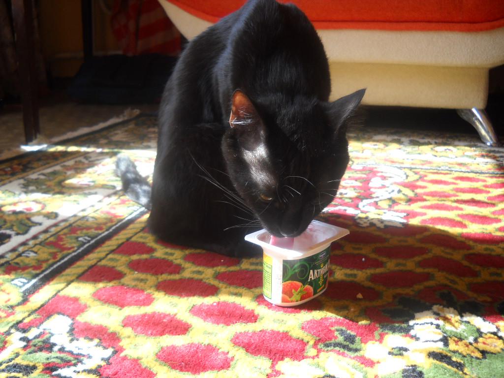 Прикол: йогурт для кота