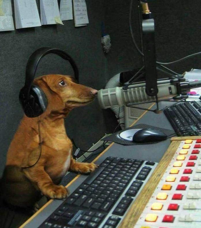 Прикол: А теперь, дорогие радиослушатели, для вас играет собачий вальс