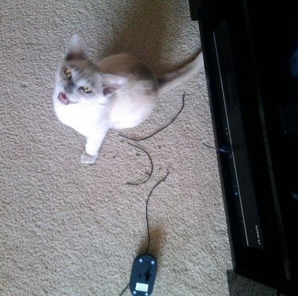 Прикол: Мой кот прекрасно справляется с мышами