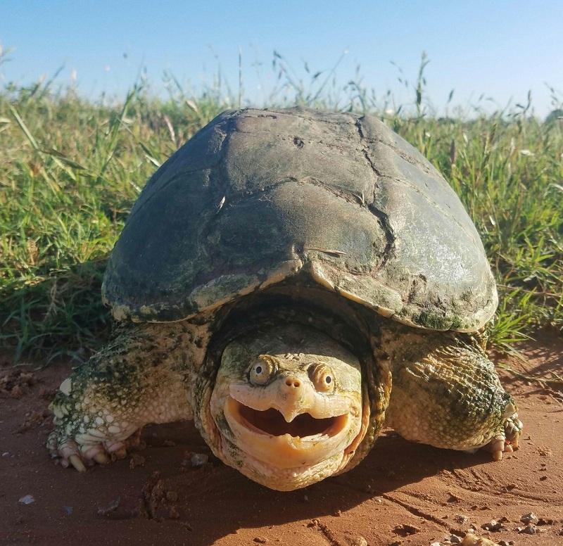 Прикол: Самая жизнерадостная черепаха в мире