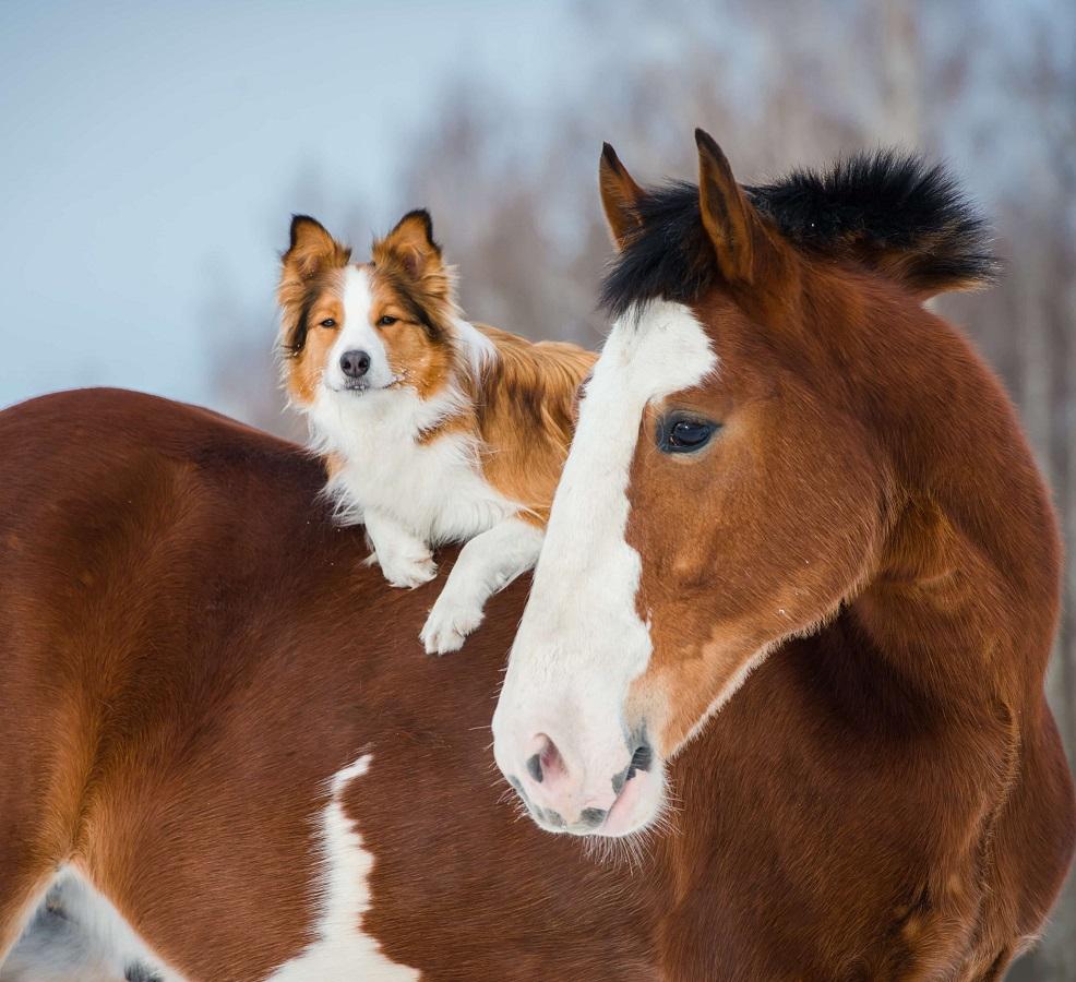 Прикол: Только казахская лошадь поймет какого быть собакой в Корее