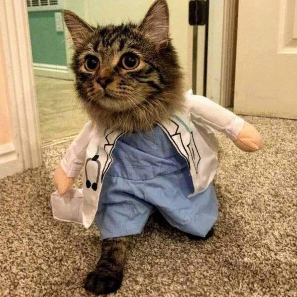 Прикол: Доктор Кот спешит на помощь