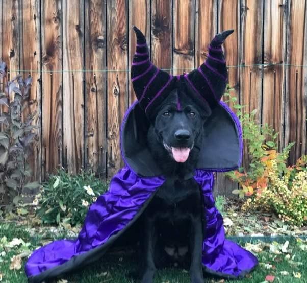 Прикол: Мой пёс к Хэллоуину готов