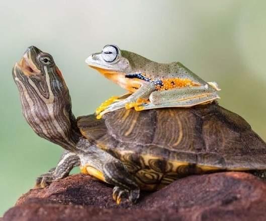 Прикол: Покатай меня, большая черепаха