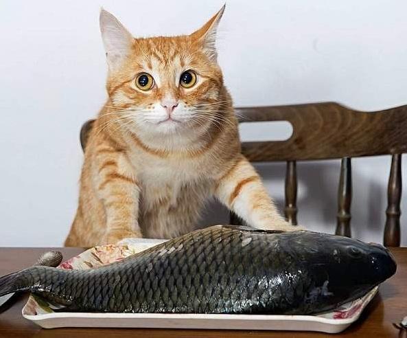 Прикол: Хозяин, когда рыбов кушать будем?