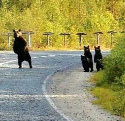Прикол: Типичная Россия: медведи ждут маршрутку