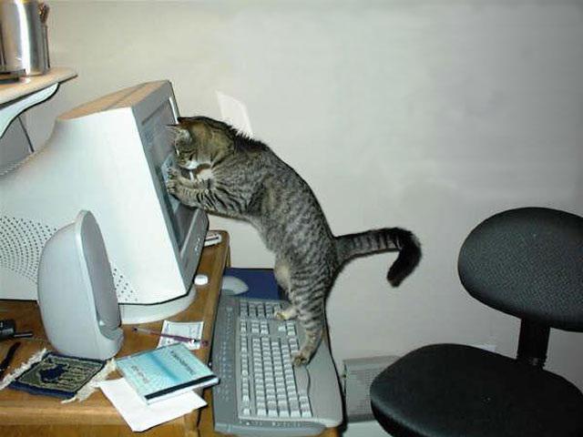 Прикол: Кот-програмист