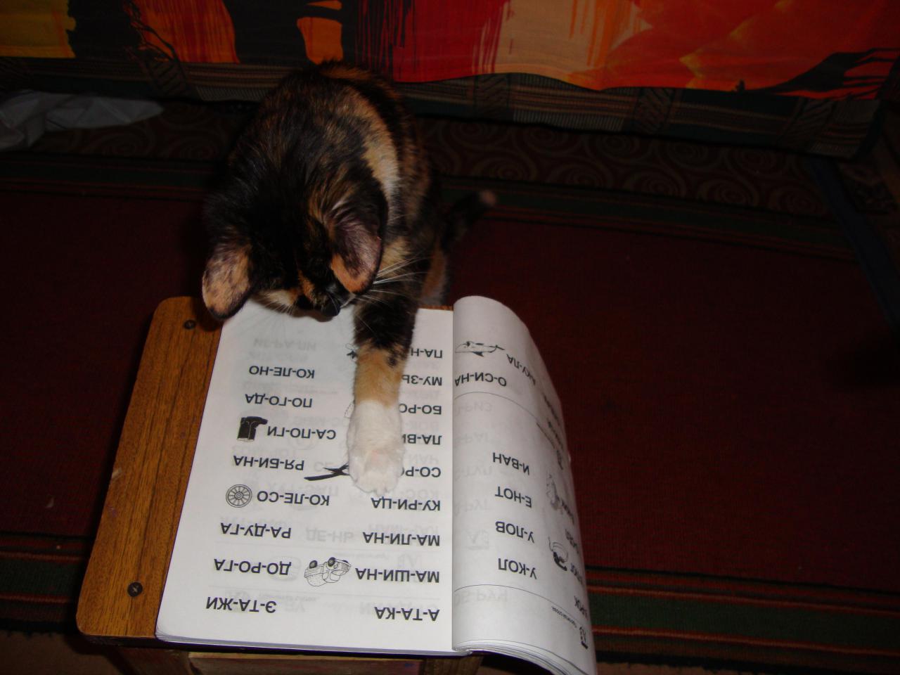 Прикол: Кошка учится читать