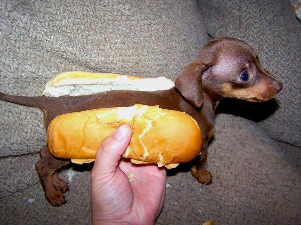 Прикол: Hot-dog