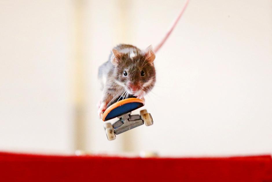 Прикол: Летучая мышь 
