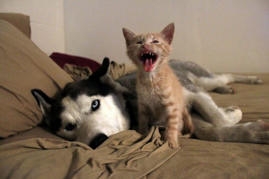 Смешные коты и собаки с надписями