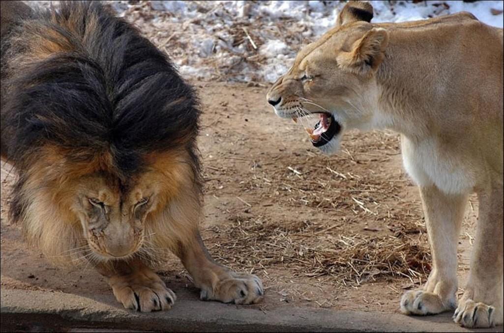 Прикол: Лев царь зверей, пока не проснулась львица
