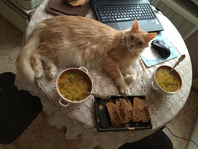Прикол: Суп с котом