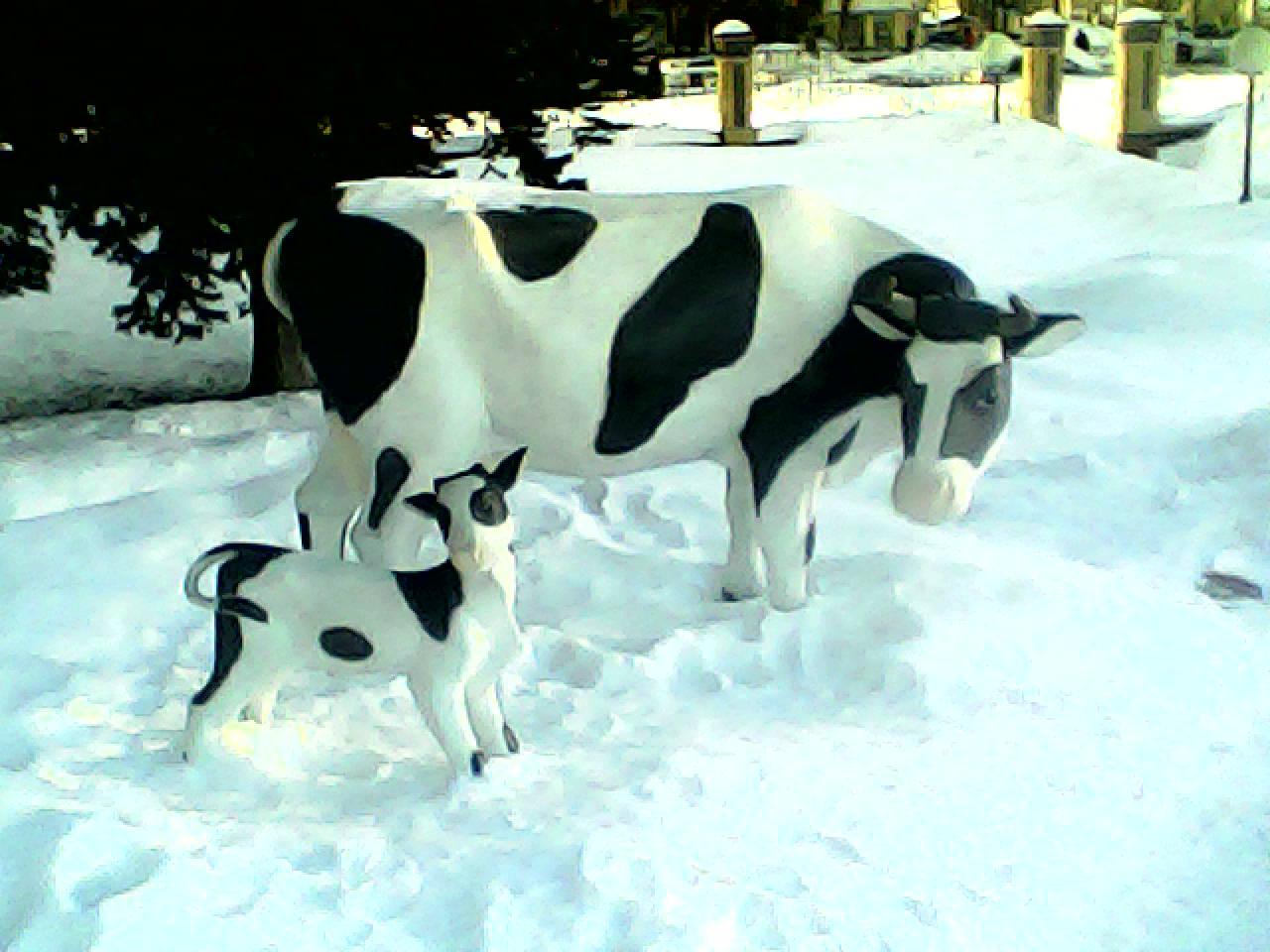 Прикол: Коровы снегоеды!