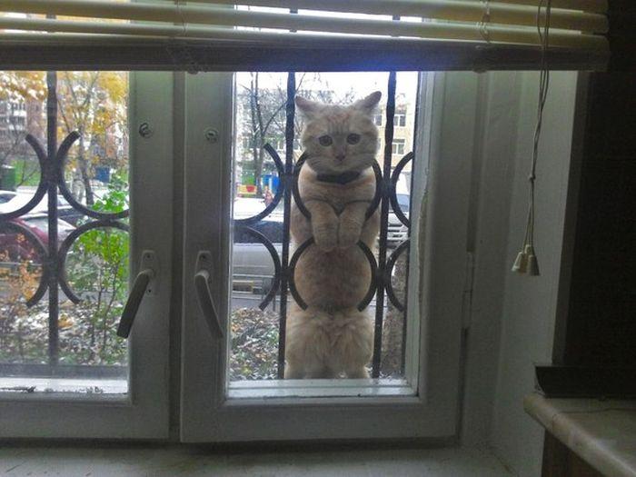 Прикол: Чо смотришь?!
Открывай окно!